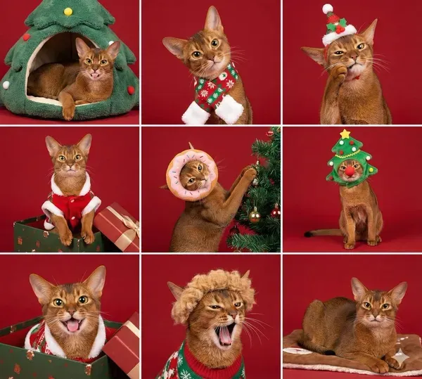 Nine-photo grid of the same cat in different Christmas outfits and props